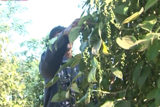 Hồ tiêu là một trong những sản phẩm đặc trưng được đưa vào Chương trình OCOP (Ảnh: TL)