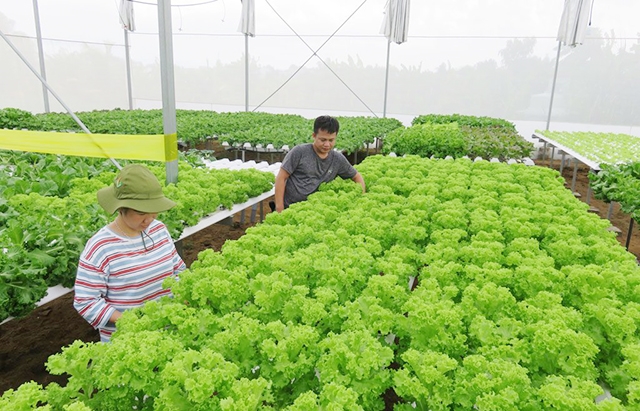 Nông nghiệp CNC tỉnh Long An đang chuyển biến mạnh mẽ với sự hình thành của các HTX, mô hình sản xuất điểm (Ảnh Tư liệu)