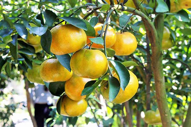 Sản xuất an toàn giúp sản phẩm của HTX có chất lượng cao, được thị trường ưa chuộng (Ảnh TL)