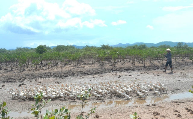 Nuôi thả vịt tự nhiên tại Đồng Rui (ảnh TL)