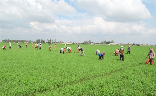 Tích tụ và tập trung ruộng đất là bước đi cần thiết, đáp ứng đòi hỏi có tính hiệu quả trong sản xuất nông nghiệp (Ảnh: TL)