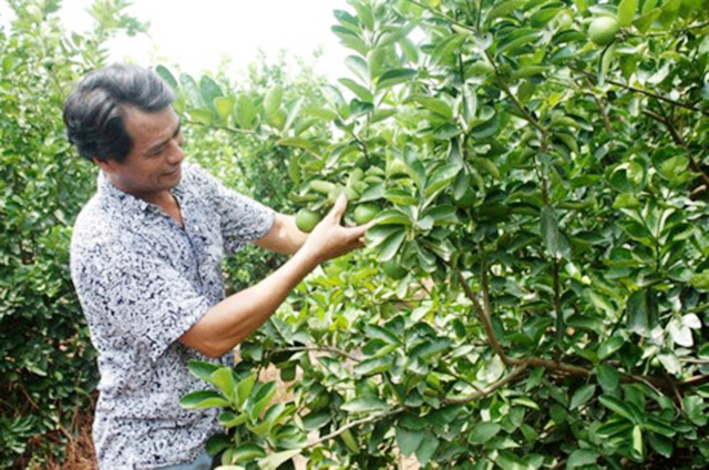Nhờ tam nông, những loại cây trồng kém hiệu quả được thay thế bằng những loại cây có giá trị cao như chanh không hạt (Ảnh Tư liệu)