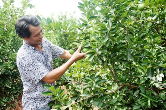 Nhờ tam nông, những loại cây trồng kém hiệu quả được thay thế bằng những loại cây có giá trị cao như chanh không hạt (Ảnh Tư liệu)