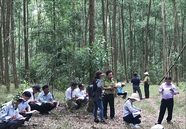 Các chuyên gia khảo sát, đánh giá chất lượng rừng trồng gỗ lớn ở HTX Hòa Lộc (Ảnh: TL)