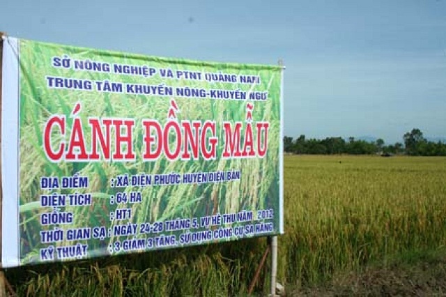 Cánh đồng kiểu mẫu của HTX Điện Phước 1 (Ảnh: TL)