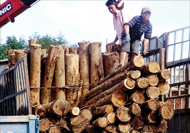 Trồng rừng bền vững khia thác gỗ lớn cho thu nhập kinh tế cao (Ảnh: TL)