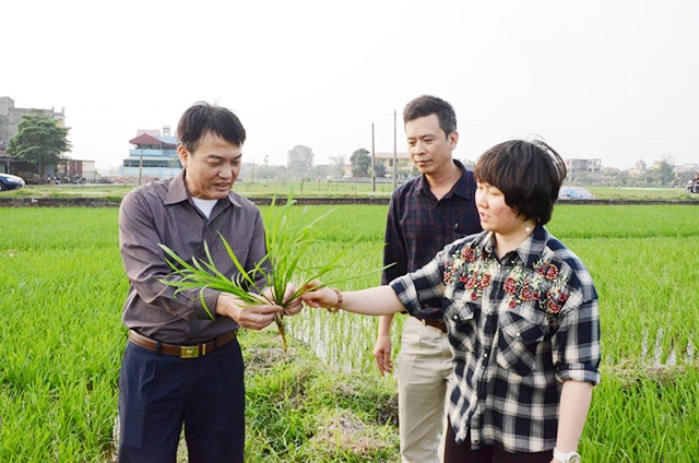 Những HTX do phụ nữ làm chủ đang gây ấn tượng mạnh tại Bắc Ninh (Ảnh Tư liệu)