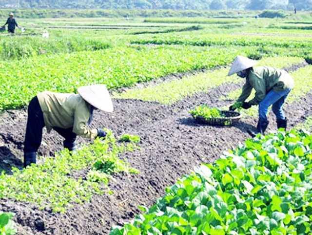 Các HTX do phụ nữ làm chủ sẽ tiếp tục được nhân rộng, nâng cao hiệu quả (Ảnh TL)