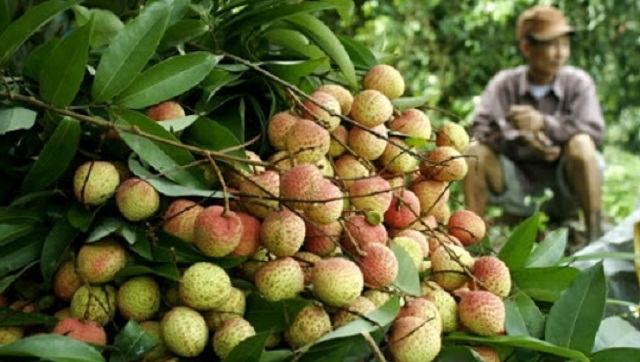 Vải trứng hiện được bán tại vườn với mức trung bình 50.000 - 70.000 đồng/kg, cao gấp 3 lần so với vải lai chín sớm (Ảnh: TL