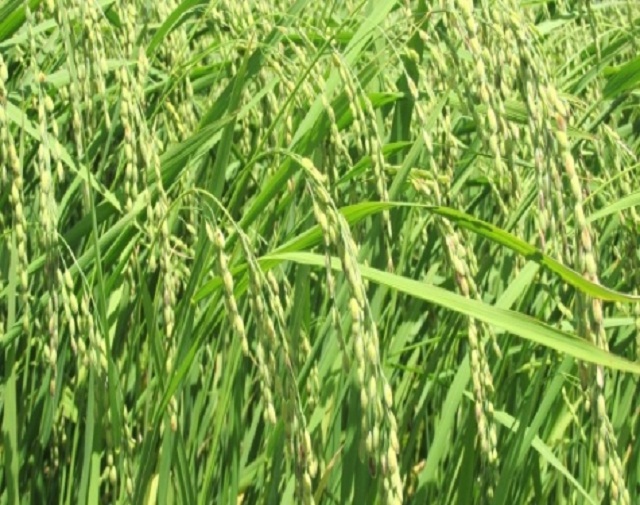 Nếp bầu Tam Mỹ nổi tiếng dẻo thơm (Ảnh: TL)