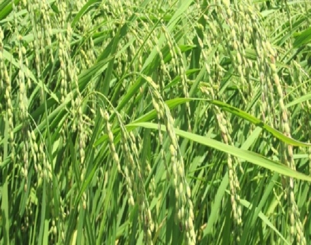 Nếp bầu Tam Mỹ nổi tiếng dẻo thơm (Ảnh: TL)