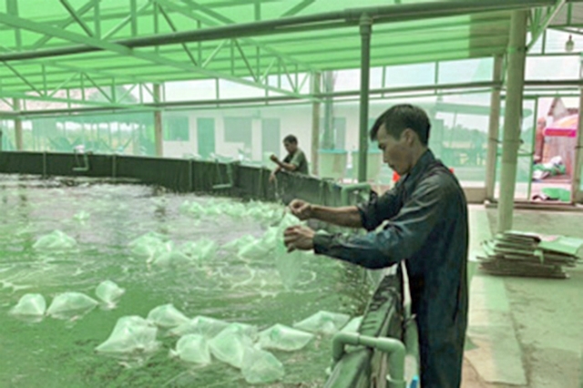 Mô hình nuôi tôm trong nhà màng của HTX Nông nghiệp Quyết Thắng