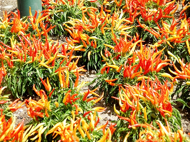 Ớt VietGAp Bình Ninh đang được xuất khẩu đi nhiều quốc gia châu Á (Ảnh TL)