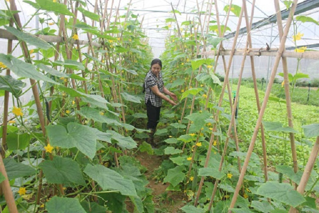 Các HTX rau màu đóng vai trò dẫn dắt người dân phát triển sản xuất (Ảnh: TL)