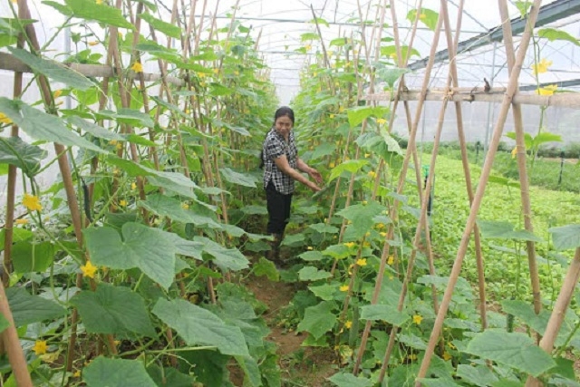 Các HTX rau màu đóng vai trò dẫn dắt người dân phát triển sản xuất (Ảnh: TL)