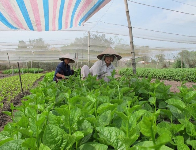 HTX giúp nông dân Thọ Xuân thay đổi phương thức sản xuất (Ảnh: Tư liệu)