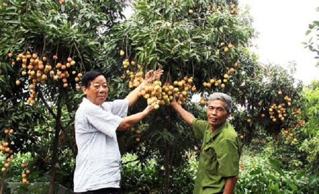 Do áp dụng kỹ thuật tốt, trồng theo quy trình VietGAP, vải trứng không còn hiện tượng thu hoạch cách năm (Ảnh: TL)
