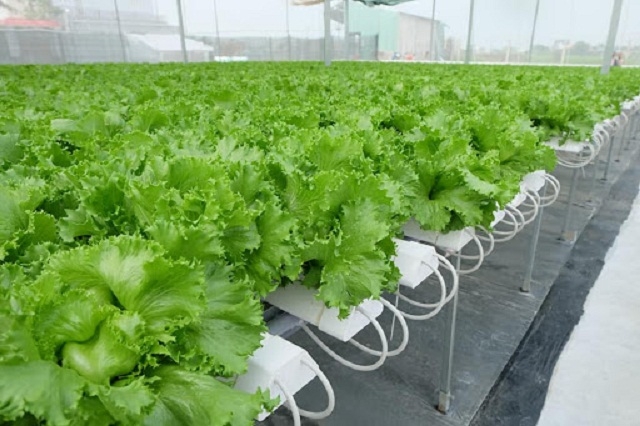 HTX Tuấn Ngọc xây dựng thành công chuỗi giá trị nhờ chú trọng công tác đào tạo nghề