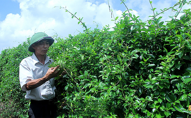 Ông Trần Văn Bộ, xóm 8, xã Hải Lộc chăm sóc, kiểm tra sâu bệnh trên vườn cây dây thìa canh (Ảnh: TL)
