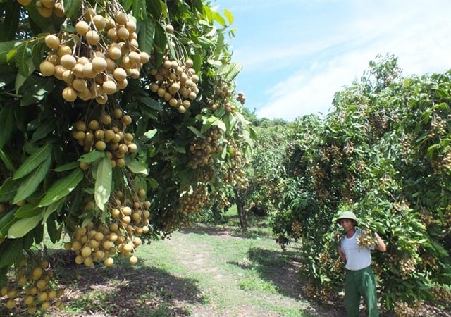 Diện tích nhãn của HTX bưởi, nhãn an toàn 8X Thống Nhất được sản xuất theo tiêu chuẩn VietGAP (Ảnh: TL)