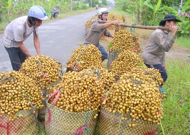 Chiềng Khương đang đẩy mạnh phát triển cây nhãn theo hướng bền vững (Ảnh: TL)