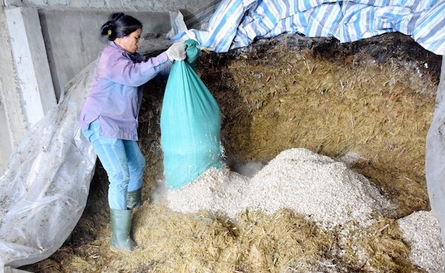 Thức ăn cho các trang trại bò được nấu bằng cách ủ men vi sinh từ các loại cây ngô và cỏ voi (Ảnh: TL)