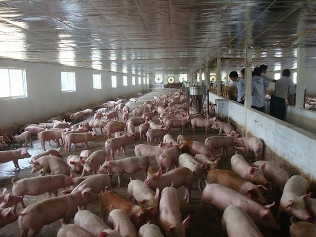 Nhờ ứng dụng mô hình VietGap vào chăn nuôi trâu, bò… đã giúp cho nhiều HTX “ăn nên làm ra” (Ảnh: TL)