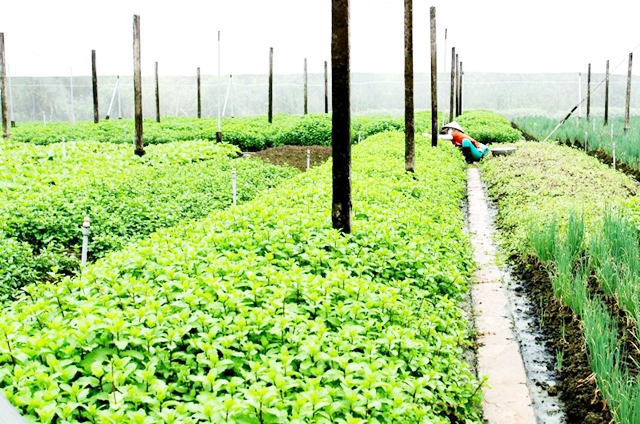 Phước Vân đang thúc đẩy sản xuất rau công nghệ cao để đáp ứng nhu cầu thị trường (Ảnh tư liệu)