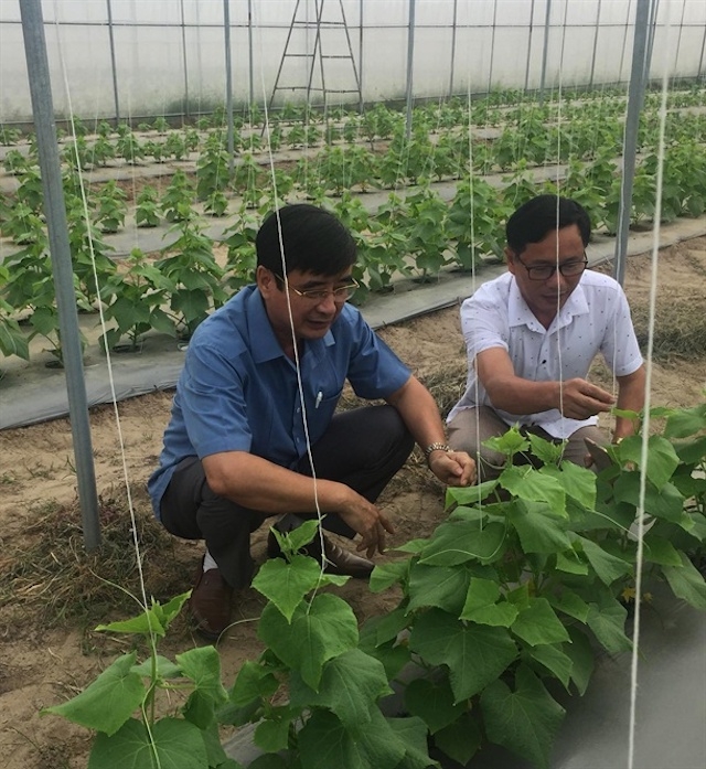 Tại Nghệ An đã có nhiều HTX sản xuất nông nghiệp được chứng nhận VietGAP (Ảnh: TL)