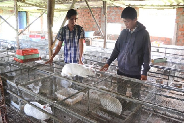 Mô hình chăn nuôi thỏ của THT nuôi thỏ Thành Đạt (Ảnh: TL)