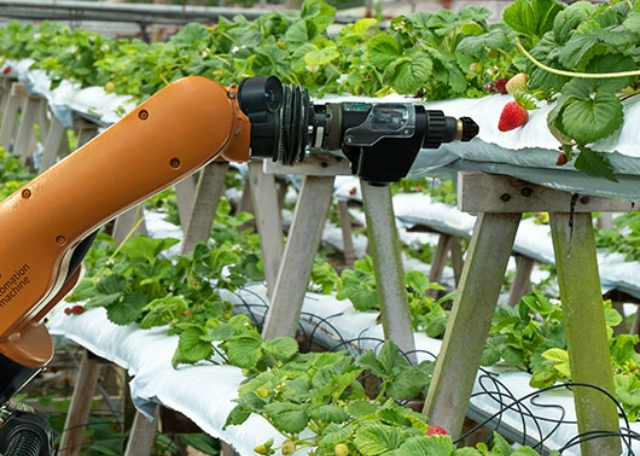 Toàn bộ khu vực trồng trọt của vườn rau được trồng theo phương pháp Thủy Canh (Hydroponic) bao gồmhệ thống hồi lưu và hệ thống nhỏ giọt.