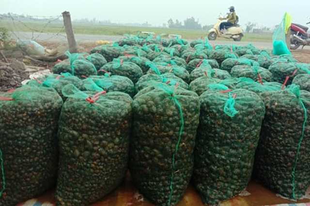 Thu mua ốc bưu vàng giúp bảo vệ môi trường và gia tăng thu nhập cho người dân (Ảnh:TL)