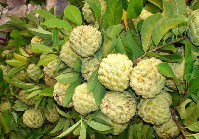 Na là một trong những cây trồng của HTX Tiên Sơn (Ảnh: TL)