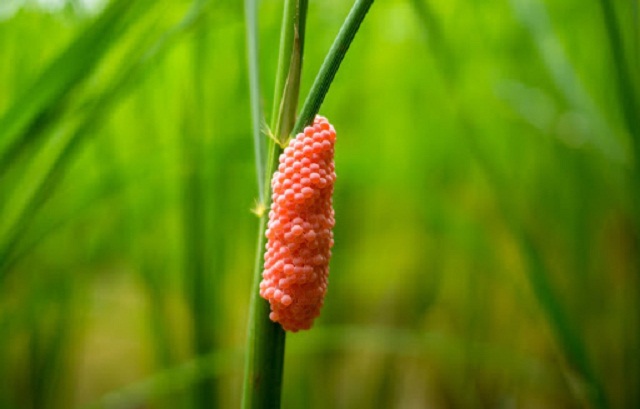 Trứng ốc bưu vàng thương bám vào gốc và thân cây lúa để sinh sản (Ảnh: TL)