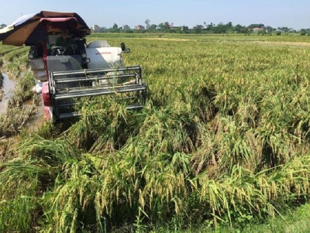 Bà con nông dân trên địa bàn huyện Hoằng Hóa cơ bản đã gặt xong vụ lúa Xuân 2020 (Ảnh: TL)