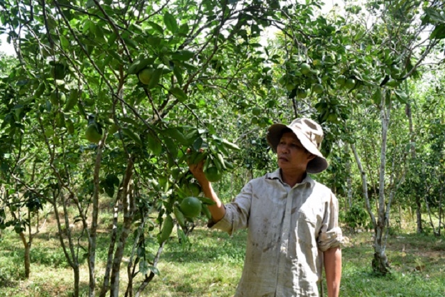 Trồng cam giấy đem lại hiệu quả cao ở xã Tiên Hà (Ảnh: TL)