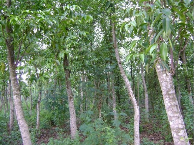 Tiên Phước được mệnh danh là thủ phủ của cây dó bầu (Ảnh: TL)