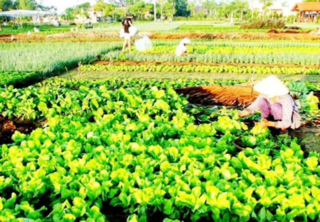 HTX duy trì sự ổn định nhờ linh hoạt chuyển đổi các loại cây trồng, vật nuôi (Ảnh TL)