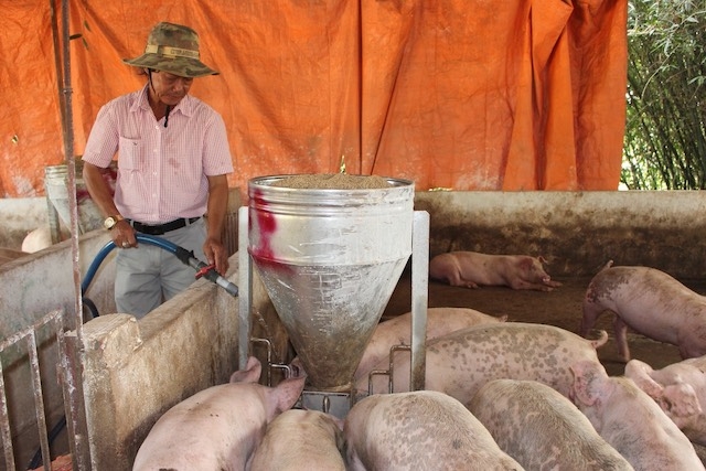 Các HTX chăn nuôi thường xuyên có nhu cầu vay vốn để phục vụ hoạt động sản xuất (ảnh: Tư liệu)