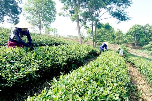 Yếu tố làm nên thành công của HTX là sản xuất khoa học, chú trọng vào chất lượng sản phẩm (Ảnh TL)