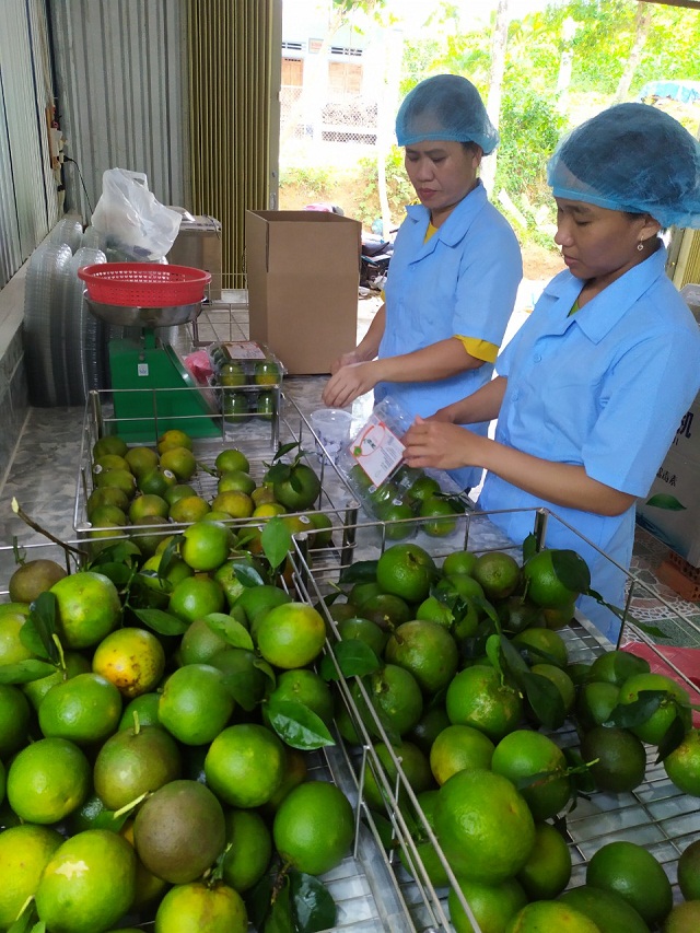 HTX Phước Hà đầu tư hệ thống sơ chế, đóng gói bao bì, gắn nhãn mác lên trái cam giấy để đưa vào cửa hàng sạch (Ảnh: TL)