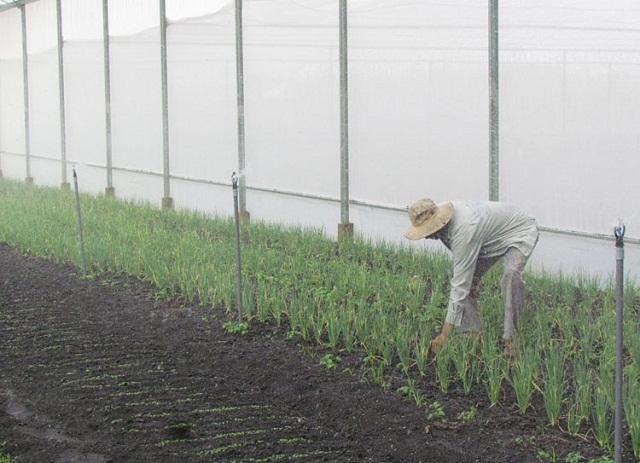 Đầu tư trồng rau trong nhà màng giúp người nông dân giải quyết được những khó khăn trong sản xuất (Ảnh:TL)