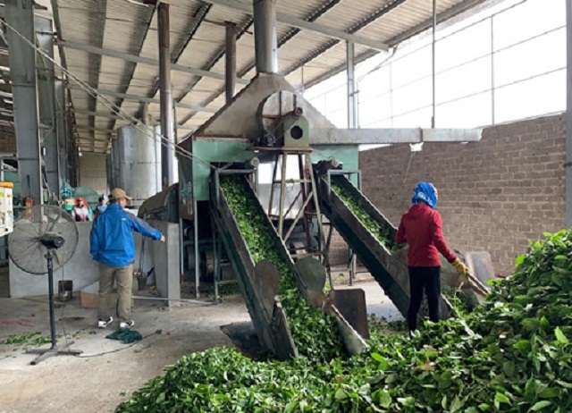 HTX Vân Hồ hỗ trợ thu mua chè nguyên liệu cho người dân để phục vụ chế biến xuất khẩu (Ảnh: TL)