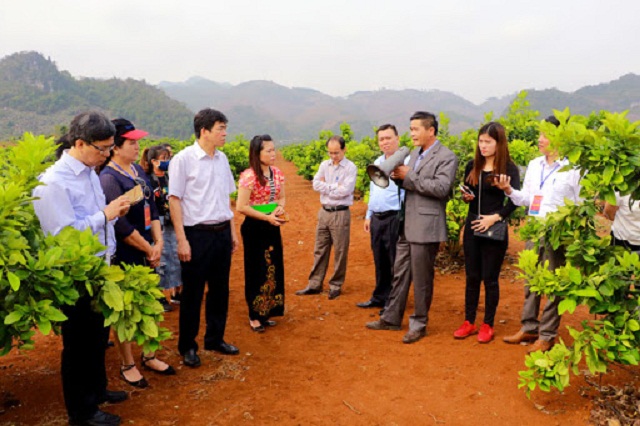 Các cấp chính quyền cần tăng cường hỗ trợ HTX xây dựng thương hiệu và chỉ dẫn địa lý sản phẩm (Ảnh: TL)