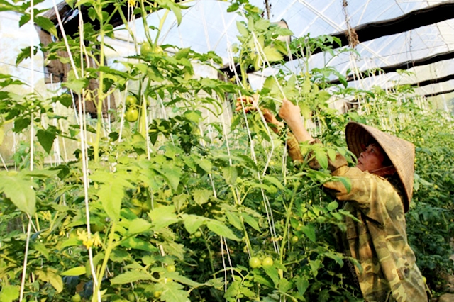 Đời sống người dân Tân Sơn đang thay đổi rõ nét nhờ hiệu quả của mô hình trồng rau an toàn (Ảnh tư liệu)