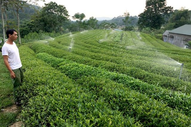 Cây chè đã trở thành cây giảm nghèo ở Vân Hồ (Ảnh: TL)