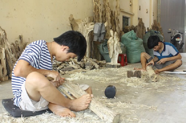 Nghề sản xuất trầm hương, trầm cảnh mang lại hiệu quả kinh tế cao cho người dân huyện Tiên Phước, giải quyết việc làm cho hàng nghìn lao động địa phương (Ảnh: TL)