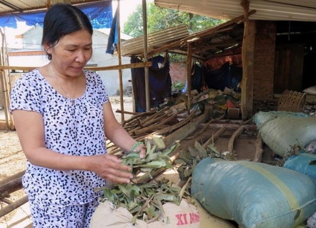 Lá quế được chọn lựa đạt chuẩn rồi mang đi sản xuất (Ảnh: TL)