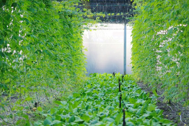 Các sản phẩm rau sạch của HTX Dũng Na (Ảnh:TL)