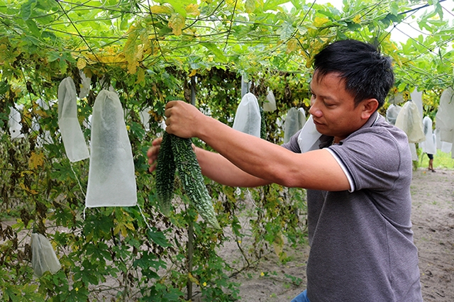 Anh Dương Quốc Phong chăm sóc vườn rau sạch của HTX Dũng Na (Ảnh:TL)